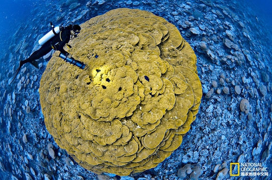 金曼礁國(guó)家紀(jì)念區(qū)，太平洋攝影：Brian Skerry，國(guó)家地理創(chuàng)意版