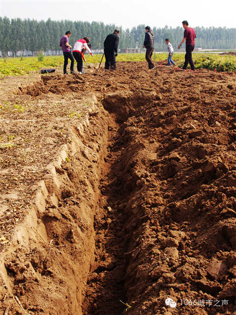 都說(shuō)山藥埋得深，您還是眼見(jiàn)為實(shí)吧