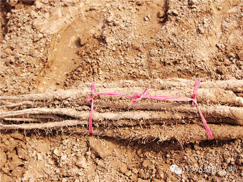 工人們挖好的山藥，整齊地躺在田地上