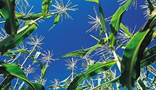 玉米割苗能增產(chǎn)20%～30%？不靠譜！