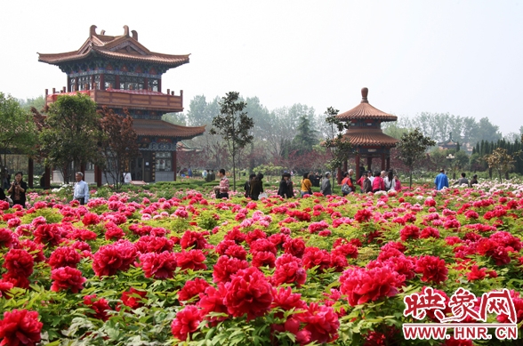 國(guó)花園里的牡丹 資料圖