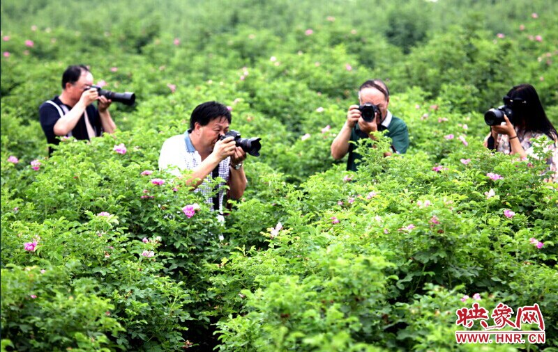 孟津?yàn)e源玫瑰谷賞花活動 孟津?yàn)e源玫瑰谷賞花活動
