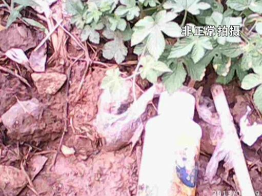 大棚蔬菜園區(qū)里到處丟棄著農藥廢物。