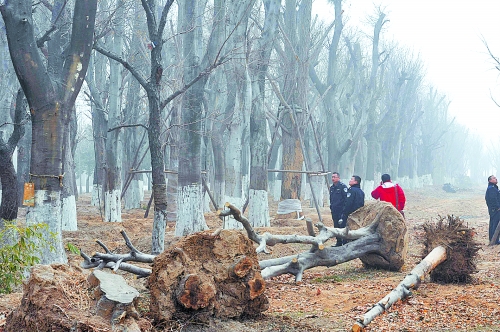 老樹之殤，令人扼腕。