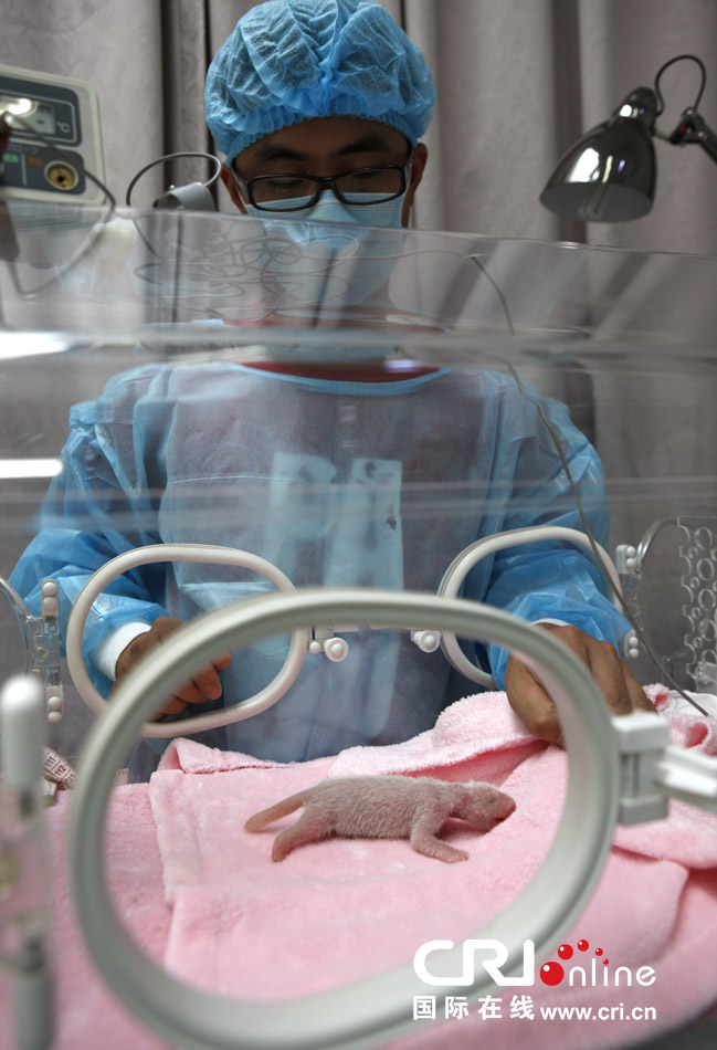 2013年7月11日，成都大熊貓繁育研究基地月亮產(chǎn)房，工作人員在照顧新生大熊貓寶寶。