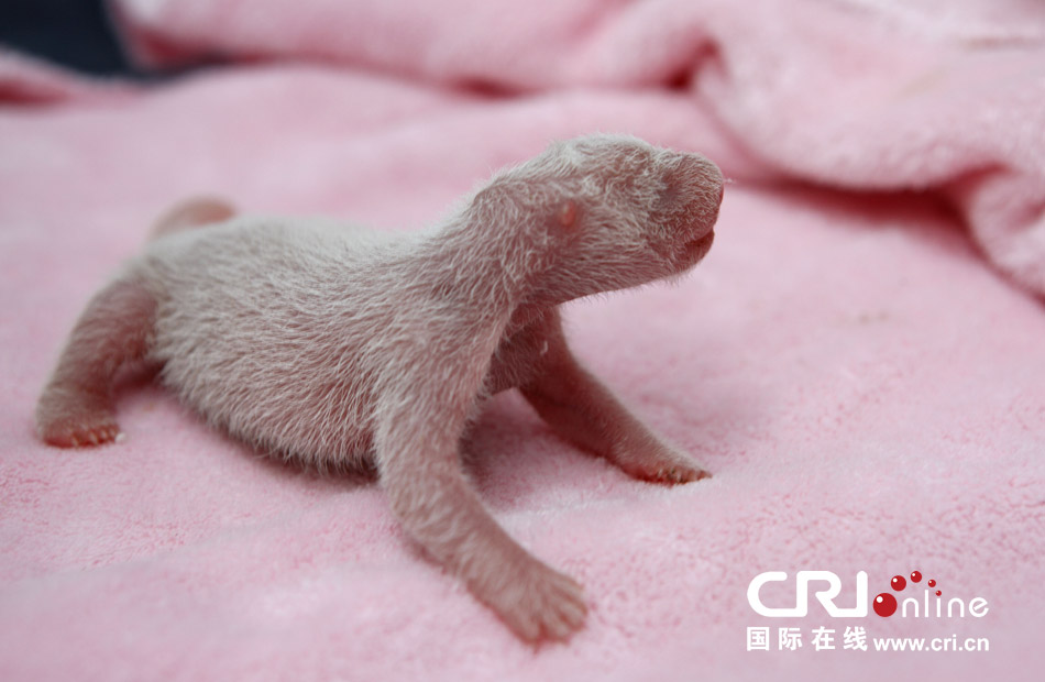 2013年7月11日，成都大熊貓繁育研究基地月亮產(chǎn)房，新生大熊貓寶寶在育嬰箱里憨態(tài)可掬。