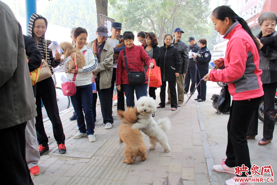 在辦狗證現(xiàn)場(chǎng)，兩只狗狗歡樂地在一起玩耍