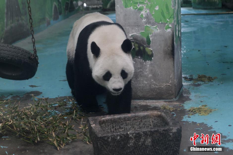 3月17日，河南鄭州動(dòng)物園內(nèi)的大熊貓“龍昇”。