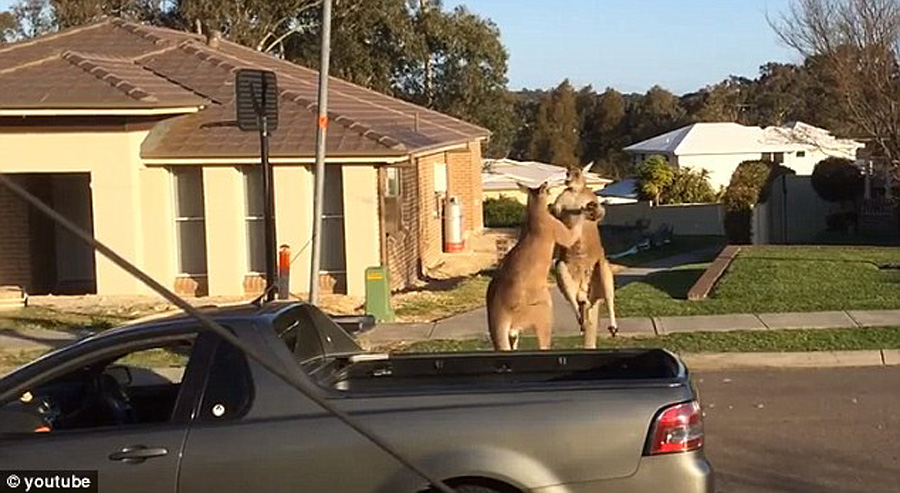 澳大利亞袋鼠當(dāng)街“斗毆” 騰空躍起狂踢對方 澳大利亞袋鼠當(dāng)街“斗毆” 騰空躍起狂踢對方