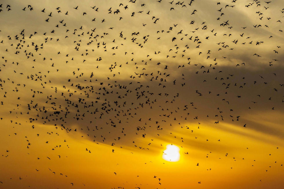 江蘇省連云港市贛榆區(qū)上空出現(xiàn)火燒云景觀，成群海鳥(niǎo)迎著霞光在天空中翩躚起舞，場(chǎng)面蔚為壯觀。