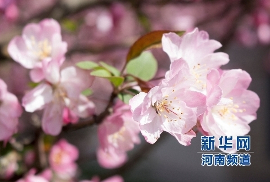 新鄭大滿園櫻花醉游人 市民學(xué)生流連忘返 新鄭大滿園櫻花醉游人 市民學(xué)生流連忘返