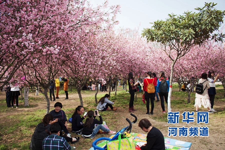 新鄭大滿園櫻花醉游人 市民學(xué)生流連忘返 新鄭大滿園櫻花醉游人 市民學(xué)生流連忘返