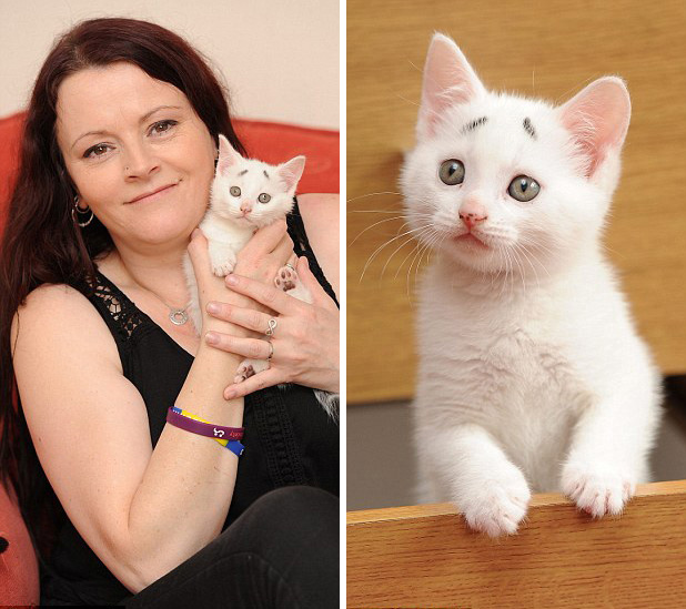 英國(guó)“焦慮貓”長(zhǎng)“八字眉” 爆紅網(wǎng)絡(luò)