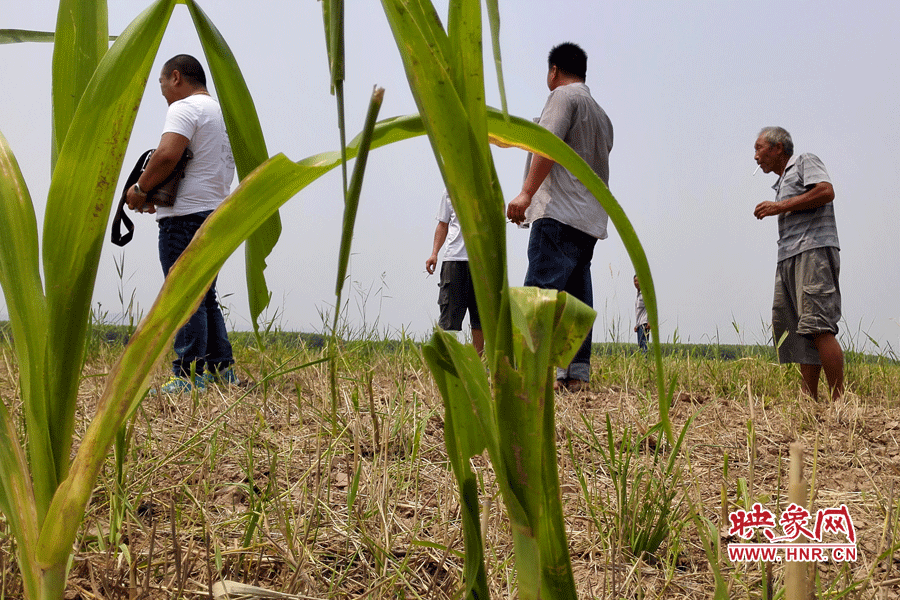 耙過的玉米地殘留的玉米。