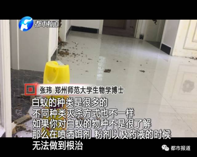 蟻?zhàn)宕筌娙肭?！十幾萬(wàn)裝修的新家被“吃掉”