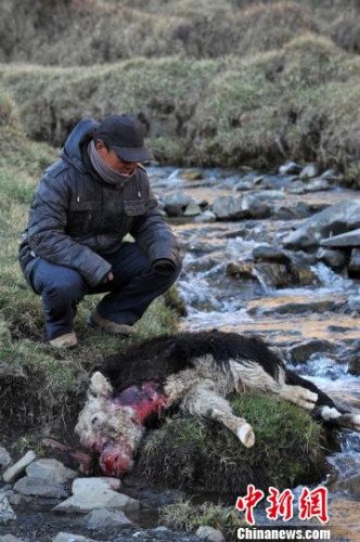 　今年，他家已經(jīng)有3只羊被狼咬死。確·胡熱攝