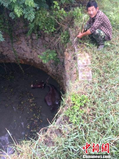 圖為大水牛掉進(jìn)13米深坑，民警消防灌水施救。