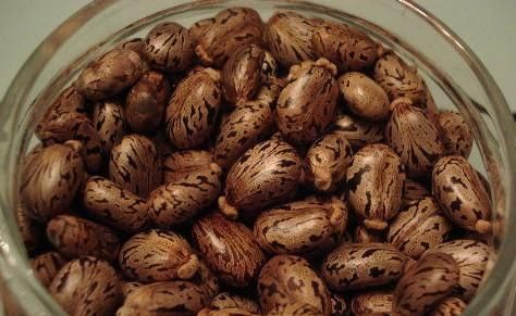 蓖麻子中含蓖麻毒蛋白及蓖麻堿，特別是前者，會(huì)引起中毒。網(wǎng)絡(luò)截圖