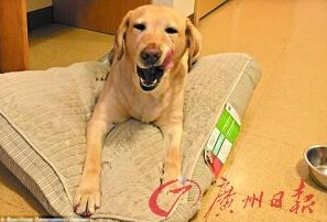 機智的導(dǎo)盲犬尤蘭達。