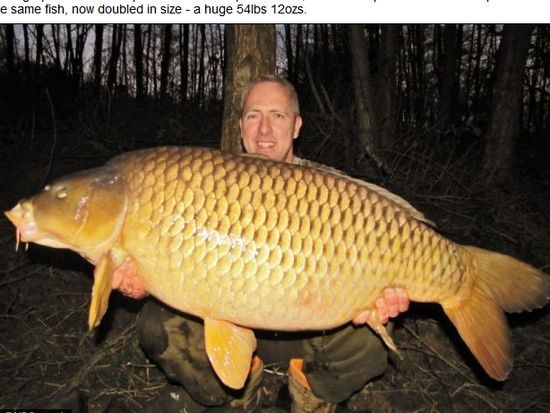 英國男子捕獲14年前放生巨鯉 鯉魚體重翻番 英國男子捕獲14年前放生巨鯉 鯉魚體重翻番