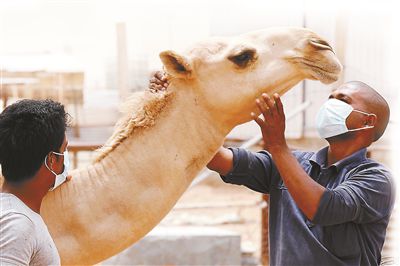 5月12日，印度工人在沙特利雅得外的一家農(nóng)場(chǎng)與駱駝接觸時(shí)戴著口罩