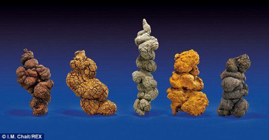 古時(shí)海龜五份糞便樣本也將拍賣。