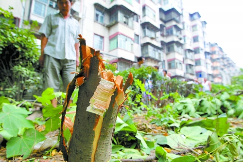 鄭州小區(qū)綠化帶多顆果樹(shù)被莫名砍伐 鄭州小區(qū)綠化帶多顆果樹(shù)被莫名砍伐
