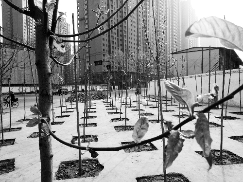 英協(xié)路沈莊北街路口空地上，城管雇人種的100多棵樹(shù)已經(jīng)長(zhǎng)出了嫩芽