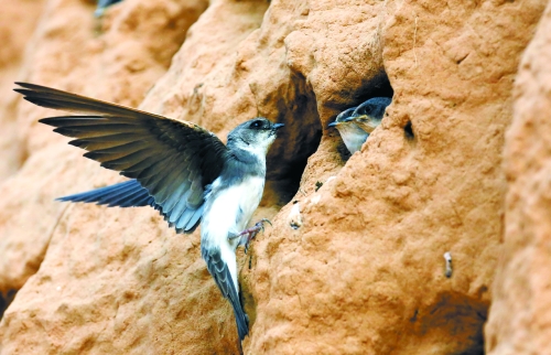 　曾經(jīng)，那些在工地上的巢穴待哺的小沙燕