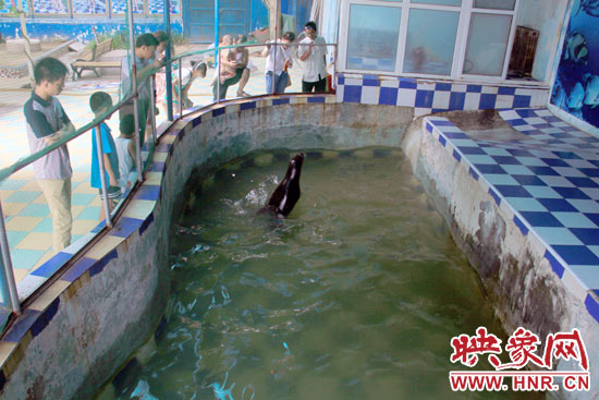 圖為游客在護欄網外面，觀看海獅的表演。