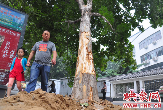 大樹根部翹起，歪向人行道邊。