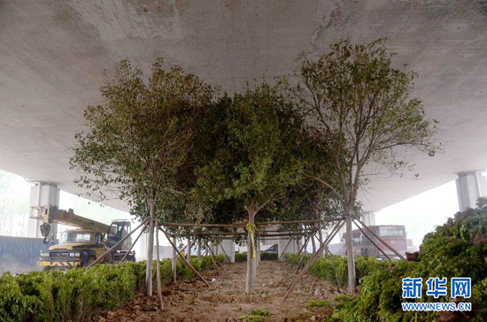 鄭州紫辰路與南三環(huán)交叉口向西，南三環(huán)快速路立交橋下，種植了40余棵大葉女貞，樹木已與立交橋底齊高。