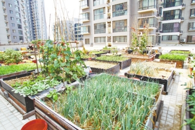  小區(qū)3層商鋪的樓頂是個(gè)大平臺(tái)，個(gè)人圍起來(lái)的“小菜園”約有50多個(gè)。