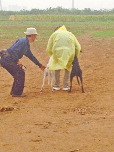 上場前，狗主人進(jìn)場撫摸自己的愛犬，給它打氣加油。