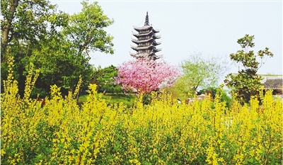 綠博園盛開的鮮花“期待”和市民“約會”。