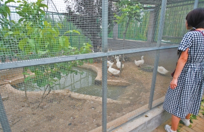 救助鳥(niǎo)類(lèi)的大籠子里沒(méi)有鳥(niǎo)類(lèi)，鴨子和鵝占了“鵲巢