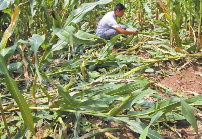 甕峪村一莊稼地，被野豬糟蹋的玉米。