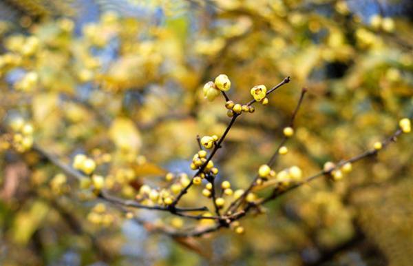 暗香浮動(dòng) 河南七大賞梅地推薦