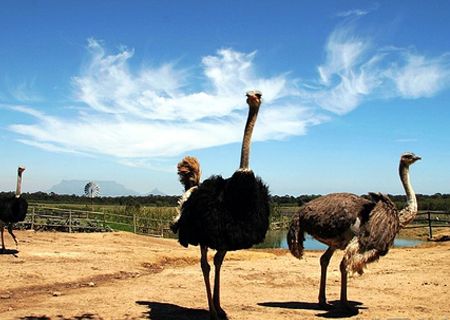 春節(jié)去哪兒？出游地圖告訴您！