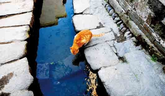 陽春三月赴江南 來一場春的約會(huì)