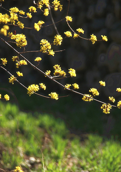 有一種呼喚，叫春天里的蟒河！