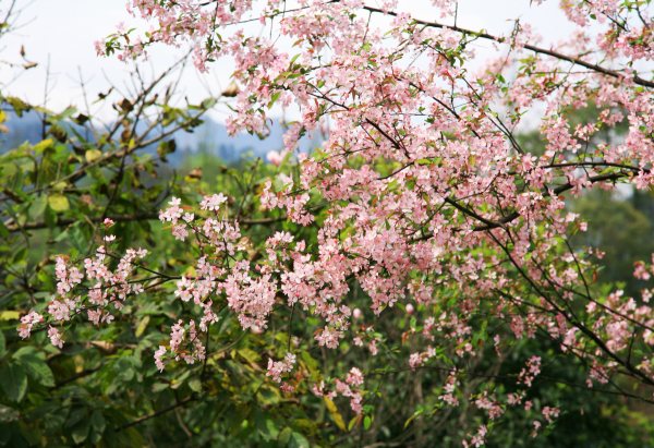 春享峨眉，樂游其中，且玩且珍惜