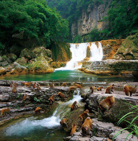 小長假游客扎堆蟒河、擠爆猴山