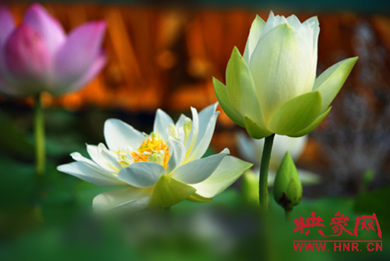 7月5日,第七屆淮陽荷花節(jié)將于7月8日正式拉開序幕。