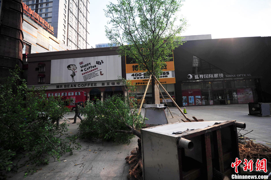 我和我的小伙伴們都驚呆了！沈陽(yáng)真樹(shù)"種"上假樹(shù)葉