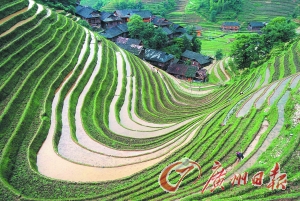 　　龍勝梯田錯落有致。
