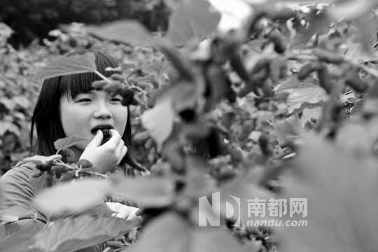 　　　　寶桑園桑葚已成熟,“五一”假期前都是吃桑葚的季節(jié)。南都記者 李向新 攝