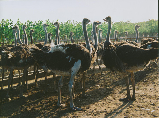周末出游哪里去 亞洲最大鴕鳥養(yǎng)殖基地別錯(cuò)過 周末出游哪里去 亞洲最大鴕鳥養(yǎng)殖基地別錯(cuò)過