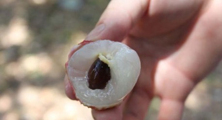 　　這就是傳說中的瓤肉瑩白如冰雪,漿液甘酸如醴酪。大家一下就摘了半筐。