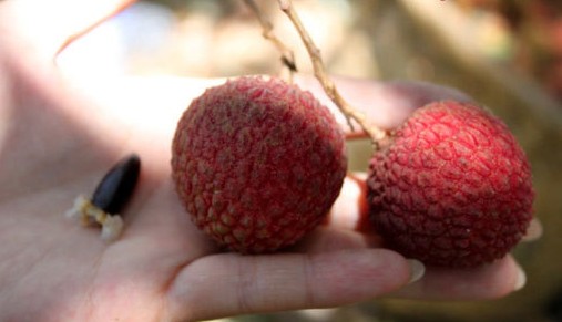 這是另外一個品種,特別的鮮紅,特點(diǎn)是樣子很漂亮,表皮光滑,味道比妃子笑更甜